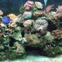 110 gallons reef tank (mostly live coral and fish) - 110 gallon - 20+ coral, 10 fish, some inverts