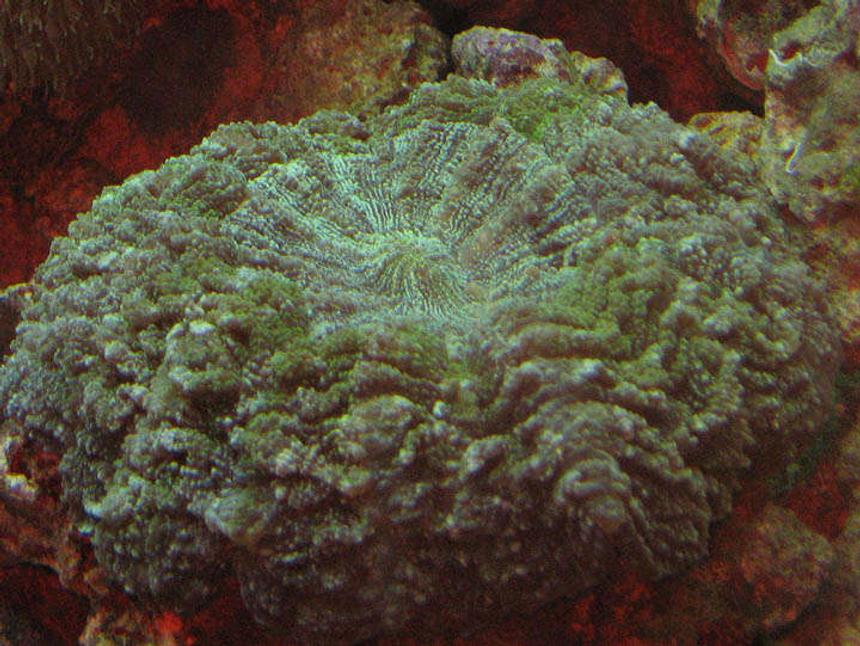 Rated #421: Corals Inverts - Scolymia Wellsi - Artichoke Coral Stocking In 110 Gallons Tank - Artichoke Coral