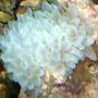 corals inverts - entacmaea quadricolor - bulb anemone stocking in 110 gallons tank - Bubble Anemone