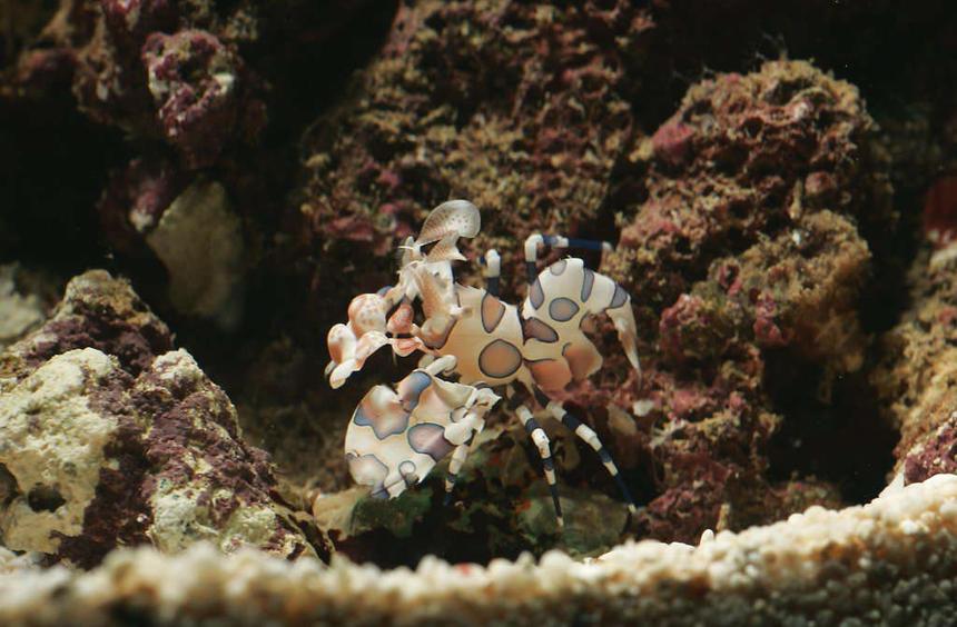Rated #25: Saltwater Fish - Plectorhinchus Chaetodonoides - Harlequin Sweetlips Stocking In 62 Gallons Tank - My eaten (thank you Picasso trigger) Harlequin Shrimp taken with a Canon EOS 1D MKII with Sigma 150mm Macro lens + 580EX flash on Off Camera Shoe Cord (held on top of tank aimed at shrimp) and Canon MT-24EX Macro Flash aimed at Shrimp (on Camera) while using tripod.
Aperture is about f/16