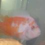 freshwater fish - amphilophus labiatus - red devil stocking in 29 gallons tank - red n white devil