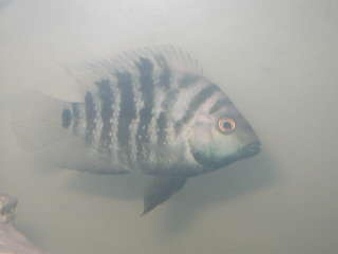freshwater fish - archocentrus nigrofasciatus - black convict cichlid stocking in 29 gallons tank - texas x convict hybrid
