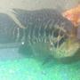freshwater fish - nandopsis managuense - managuense cichlid stocking in 29 gallons tank - managuense