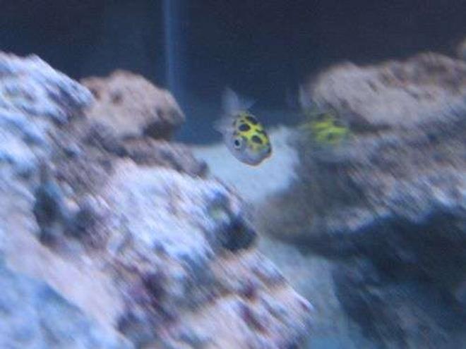 freshwater fish - tetraodon biocellatus - figure 8 puffer stocking in 44 gallons tank - spotted puffer...orig fresh water