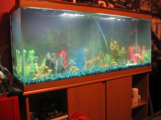 55 gallons freshwater fish tank (mostly fish and non-living decorations) - my 55g  tank for the time being