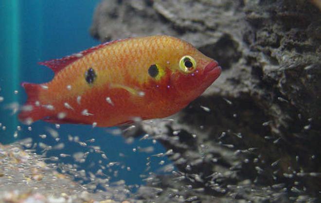 freshwater fish - hemichromis bimaculatus - jewel cichlid stocking in 150 gallons tank - Jewel and fry. About 6 days old.