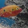 freshwater fish - hemichromis bimaculatus - jewel cichlid stocking in 150 gallons tank - Jewel and fry. About 6 days old.