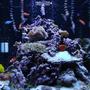 120 gallons reef tank (mostly live coral and fish) - front