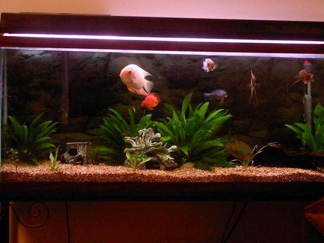 55 gallons planted tank (mostly live plants and fish) - This is my 55 gallon South American Cichlid tank . Please excuse this picture I will be posting a new picture within a day or so of my somewhat updated tank :)