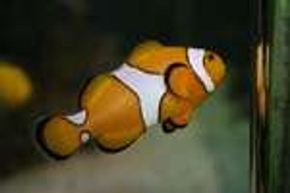 saltwater fish - amphiprion percula - true percula clownfish stocking in 600 gallons tank - one of my clowns