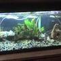 freshwater fish tank (mostly fish and non-living decorations) - t