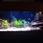75 gallons planted tank (mostly live plants and fish) - 75 gallon