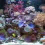 15 gallons reef tank (mostly live coral and fish) - 15 Gal Nano Reef