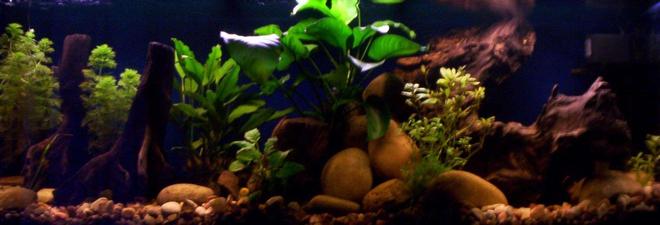 80 gallons freshwater fish tank (mostly fish and non-living decorations) - Fresh Water Setup