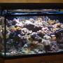 160 gallons reef tank (mostly live coral and fish) - Tank as of 11/29/06 Front angle View