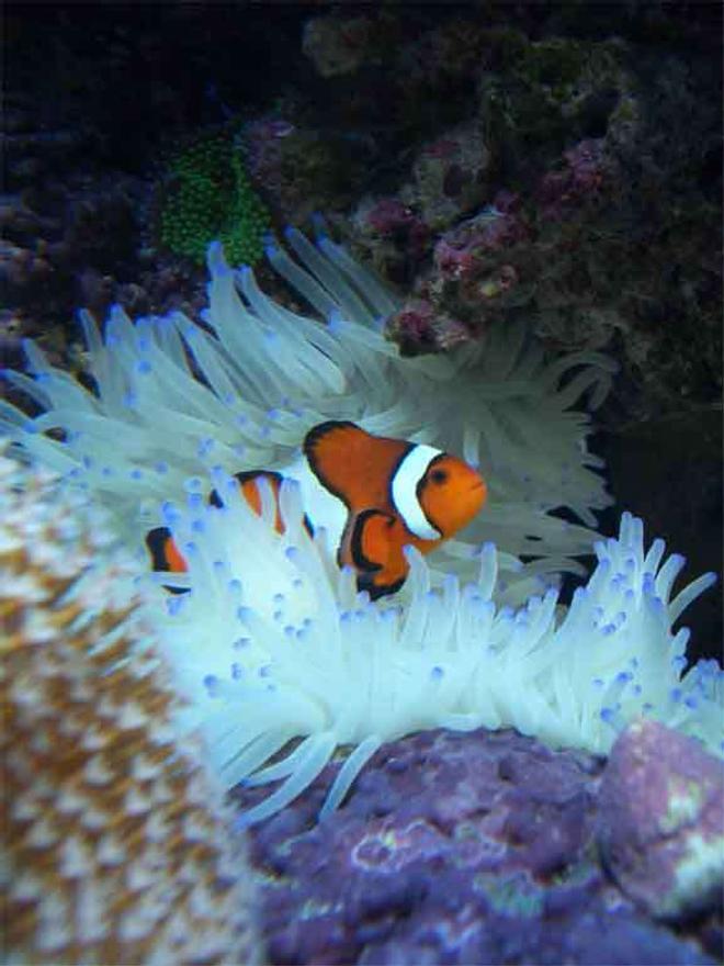 corals inverts - condylactis gigantea - condy anemone stocking in 160 gallons tank - Clownfish in Sebea Anenomea