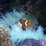 corals inverts - condylactis gigantea - condy anemone stocking in 160 gallons tank - Clownfish in Sebea Anenomea