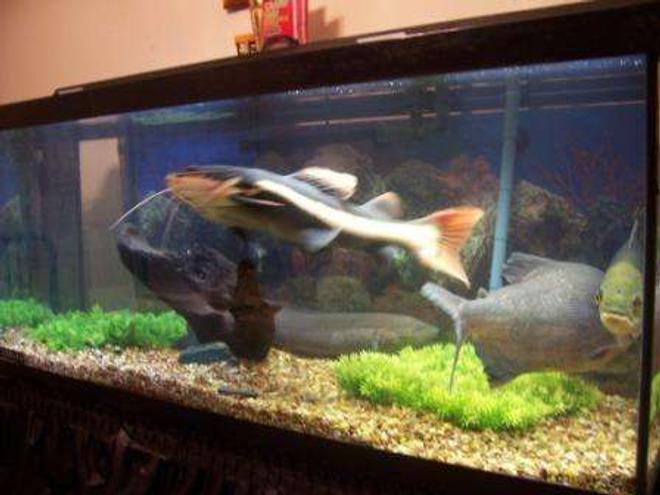 75 gallons freshwater fish tank (mostly fish and non-living decorations) - The Last picture I took of my fish tanks before coming to Iraq.