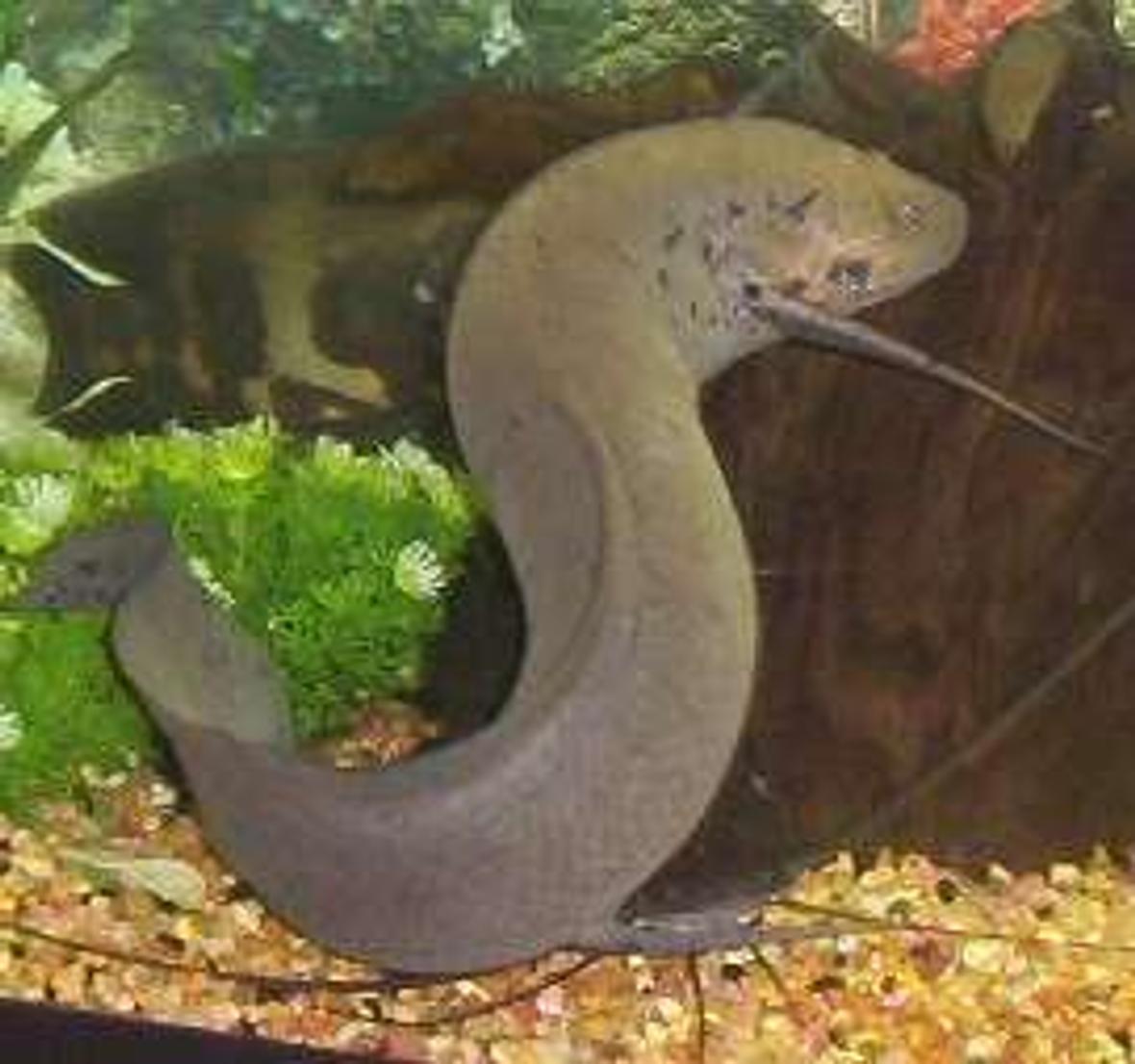 freshwater fish - polypterus retropinnis - retropinnis bichir stocking in 75 gallons tank - Lungfish