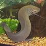 freshwater fish - polypterus retropinnis - retropinnis bichir stocking in 75 gallons tank - Lungfish