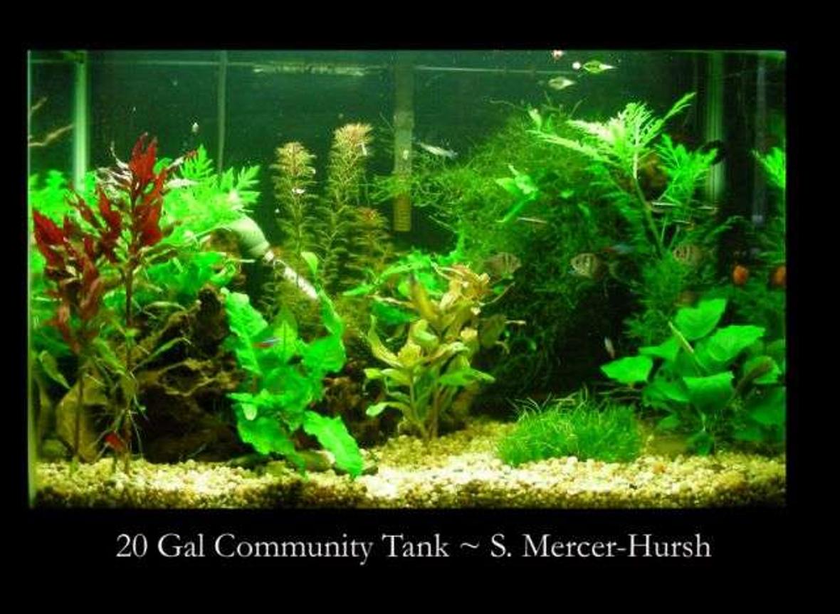 20 gallons planted tank (mostly live plants and fish) - Tank16x24x12 20 US gals Filtration Whisper 20 with Fuval cermaic media Lighting Jebo 2x 55watt standerd blubs giving me 5.5wpg CO2 Nurifin CO2 unit, water, yeast, sugar mix giving me about 1 bubble per min Substrate small gravel about 3" deep Fertilisation plant food tabs (near bigger plants) about 1 time per month, Flurish twice a week Water chemistry pH 7.0, Nitrite 0, Nitrate 15, temperature 75 degrees MaintenanceI do a water change once every 2 weeks of about 25%, at that time I will vac the gravel, I rinse the filter media off in the removed water Fish 6 x Black Neon Tetras, 5 x Blue Neon Tetras, 6 x Black Skirt Tetras, 2 x Rubber nose Plecos, 6 x Ghost Shrimp Plants 3xLudwigia glandulosa, 3xHygrophila difformis, 5xMyriophyllum , 10xMicrosorium pteroptus, ~xVesicularia dubyana, 3xAlternanthera reineckii Decor Large piece of bogwood, African black root (the Java log)