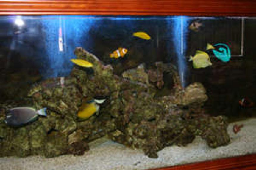 Rated #34: 600 Gallons Saltwater Fish Tank - 6x2x2 community fish tank