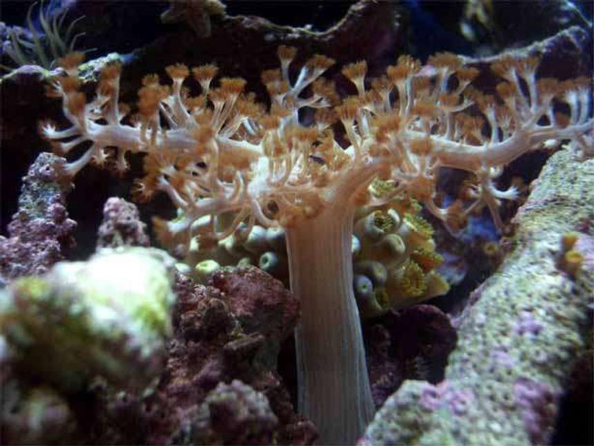 Rated #28: Corals Inverts - Paralemnalia Sp. - Tree Coral Stocking In 14 Gallons Tank - Tree soft coral