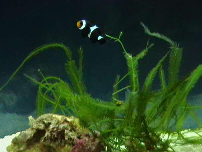 saltwater fish - amphiprion ocellaris var. - black and white ocellaris clownfish stocking in 5 gallons tank - Black Ocellaris Clown, yet to turn completely black!