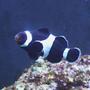 saltwater fish - amphiprion ocellaris var. - black & white ocellaris clownfish stocking in 24 gallons tank - here is a crap picture of my clownfish
