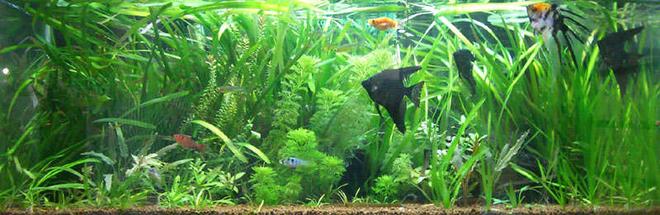 15 gallons planted tank (mostly live plants and fish) - 20 Gal Long Planted Tank