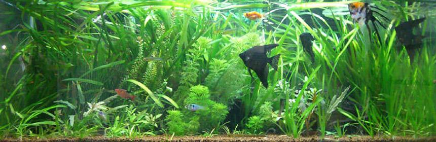 Rated #35: 15 Gallons Planted Tank - 20 Gal Long Planted Tank