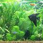 15 gallons planted tank (mostly live plants and fish) - 20 Gal Long Planted Tank