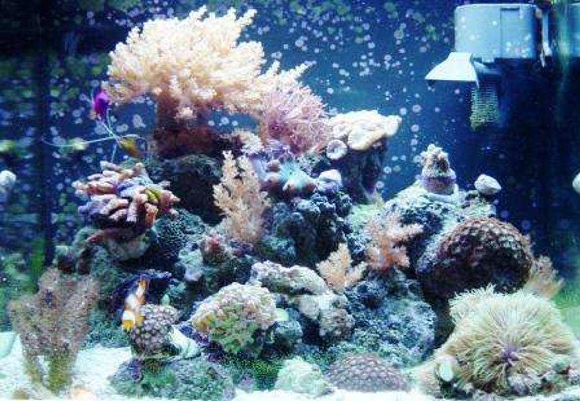 24 gallons reef tank (mostly live coral and fish) - One more Pic Of my Tank