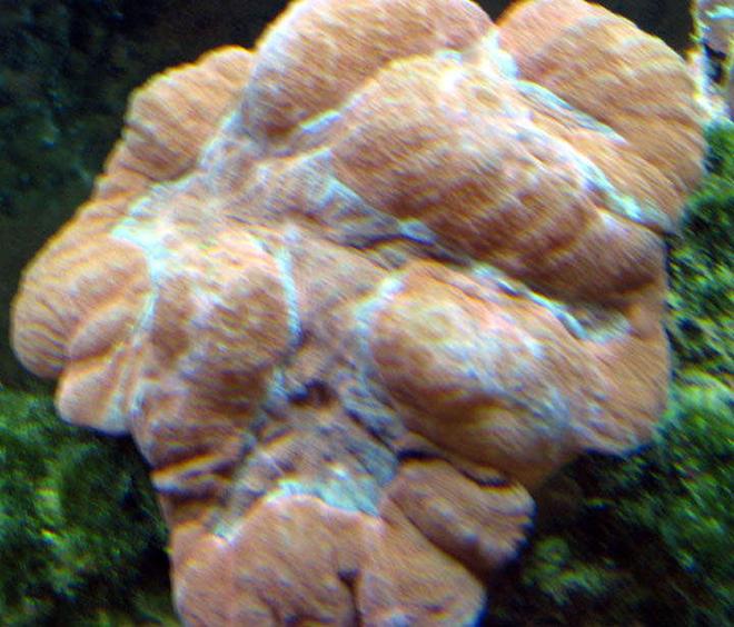 corals inverts - lobophyllia hemprichii - brain coral, lobophyllia stocking in 110 gallons tank - Carpet Brain