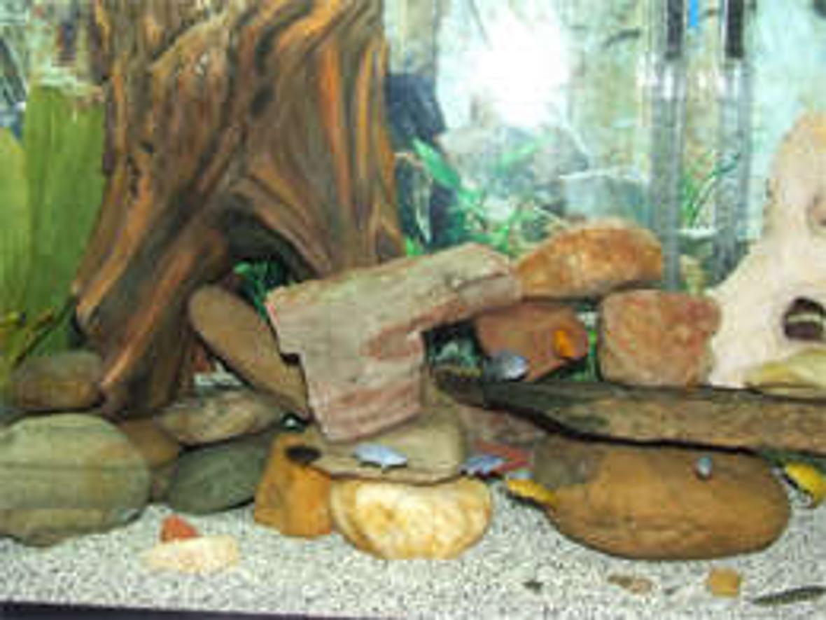55 gallons freshwater fish tank (mostly fish and non-living decorations) - My first 55 African Cichlid Tank