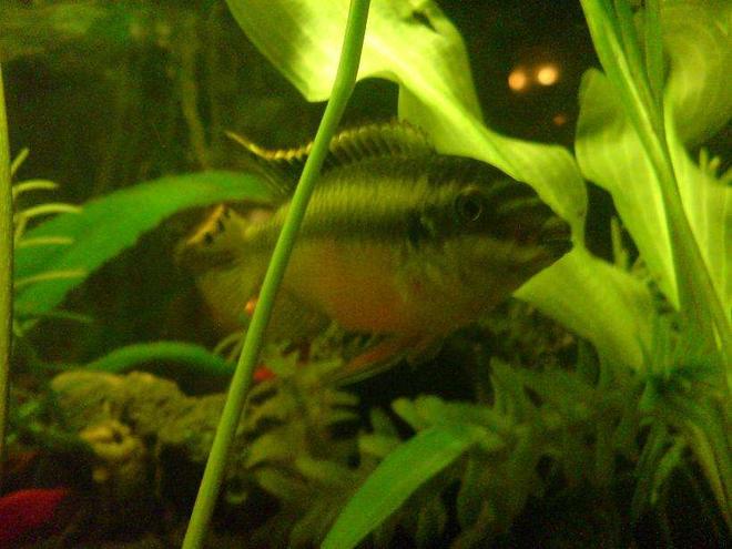 freshwater fish - pelvicachromis pulcher - kribensis cichlid stocking in 15 gallons tank - My Male  Kribensis Cichlid