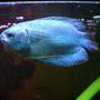 freshwater fish - colisa lalia - neon blue dwarf gourami stocking in 15 gallons tank - My Brothers Female dwarf gourami :)
