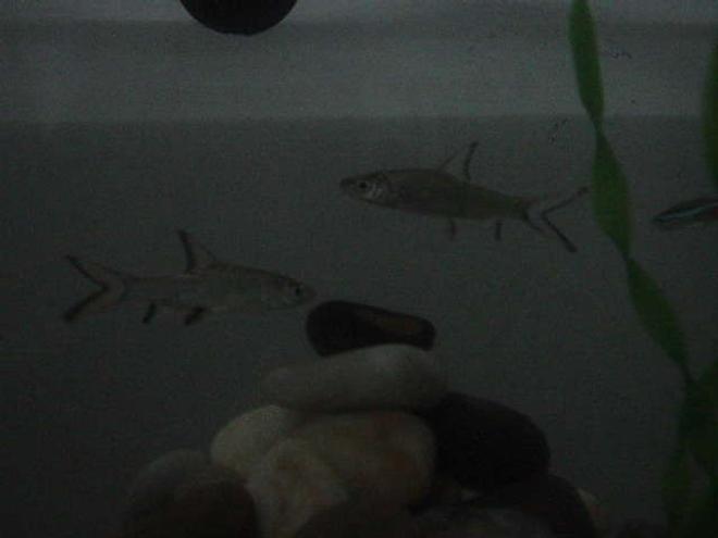 freshwater fish - balantiocheilus melanopterus - bala shark stocking in 16 gallons tank - Pair of Bala Shark in the Tank.