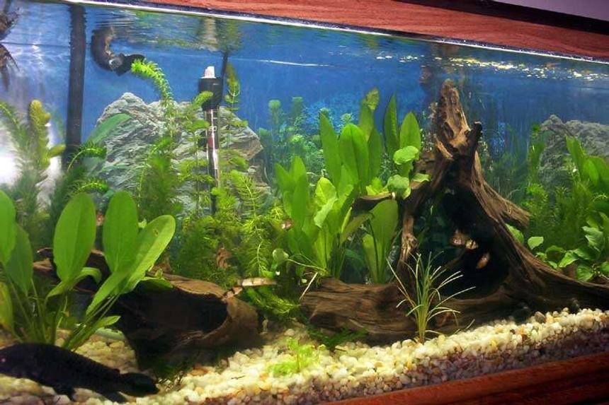 Rated #69: 20 Gallons Planted Tank - green