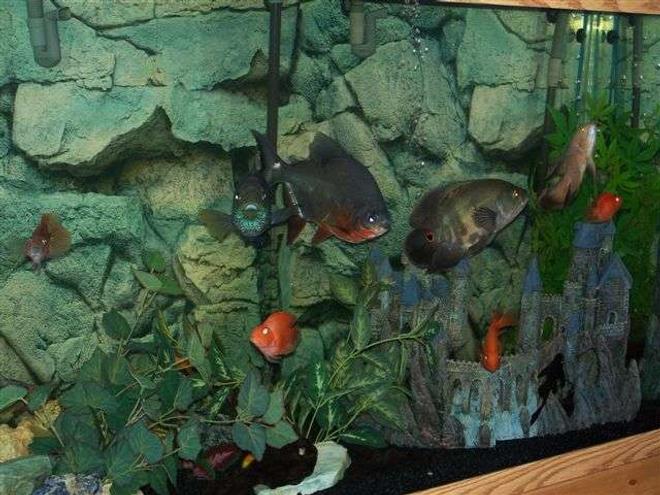 110 gallons freshwater fish tank (mostly fish and non-living decorations) - my tank