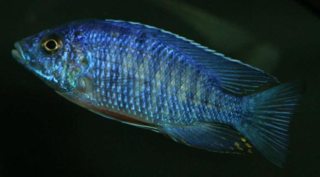 freshwater fish - aulonocara stuartgranti - peacock cichlid stocking in 155 gallons tank - My royal peacock