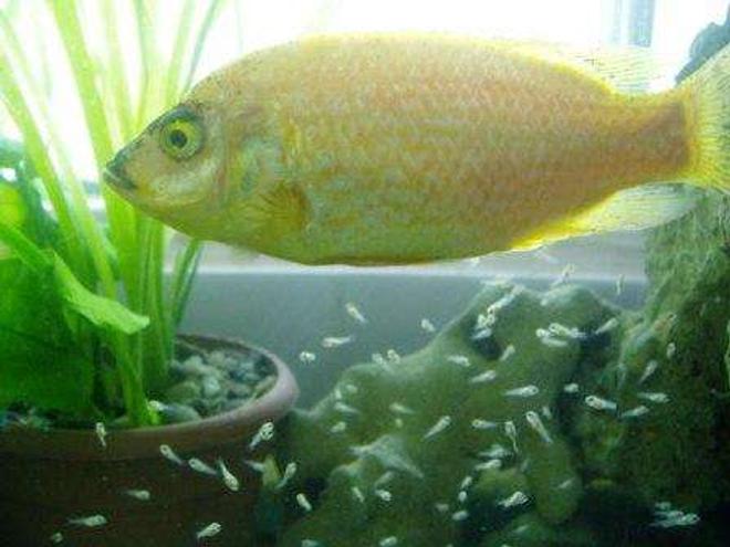 freshwater fish - oreochromis mossambicus stocking in 70 gallons tank - oreochromis mossambicus 
cichlidé femellé   et alevin