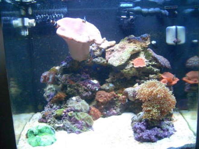 24 gallons reef tank (mostly live coral and fish) - Here is my my 24G moded NanoCube.  11 months old.