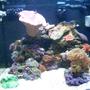 24 gallons reef tank (mostly live coral and fish) - Here is my my 24G moded NanoCube. 11 months old.