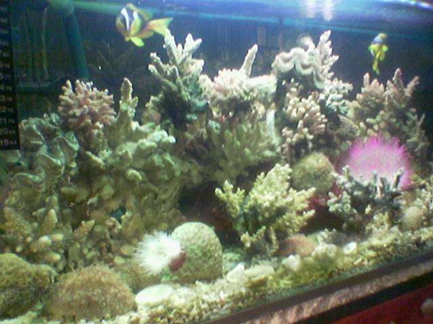 Rated #156: 80 Gallons Reef Tank - Myy salt water tank
