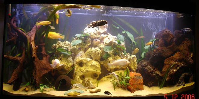 260 gallons freshwater fish tank (mostly fish and non-living decorations) - malawi tank