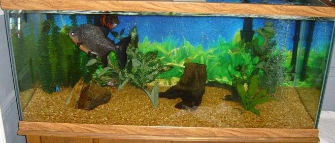 75 gallons freshwater fish tank (mostly fish and non-living decorations) - 75 Gallon Oceanic