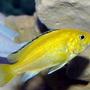 freshwater fish - labidochromis caeruleus - electric yellow cichlid stocking in 40 gallons tank - Yellow Lab