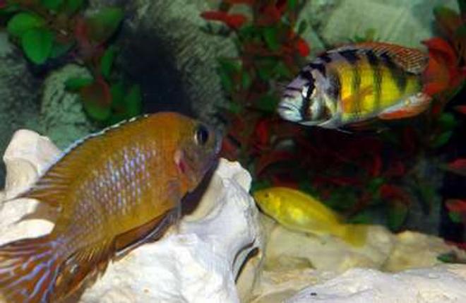 freshwater fish - haplochromis sp. 44 - red tail stocking in 40 gallons tank - Peacock & Hap44......ready for a fight! As dominant as my Hap44 is.....my Maleri will not let him near his cave,and the Hap always backs down.