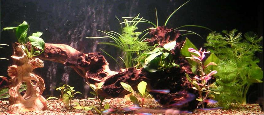 Rated #107: 20 Gallons Planted Tank - 65*32*37cm fresh water tank